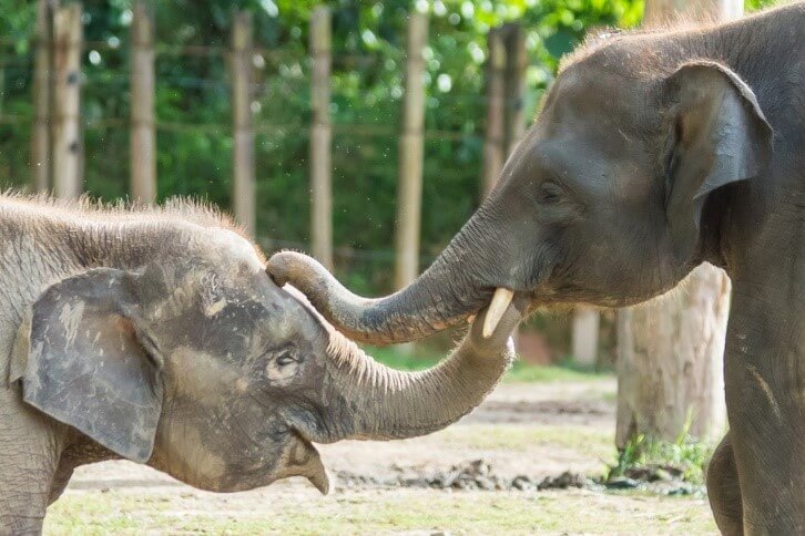 Un elefante con un bebé elefante