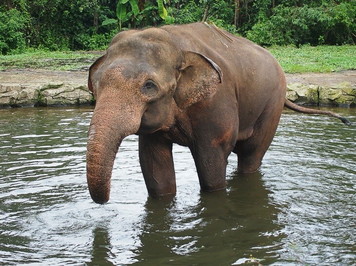 Un elefante que se baña en un lago